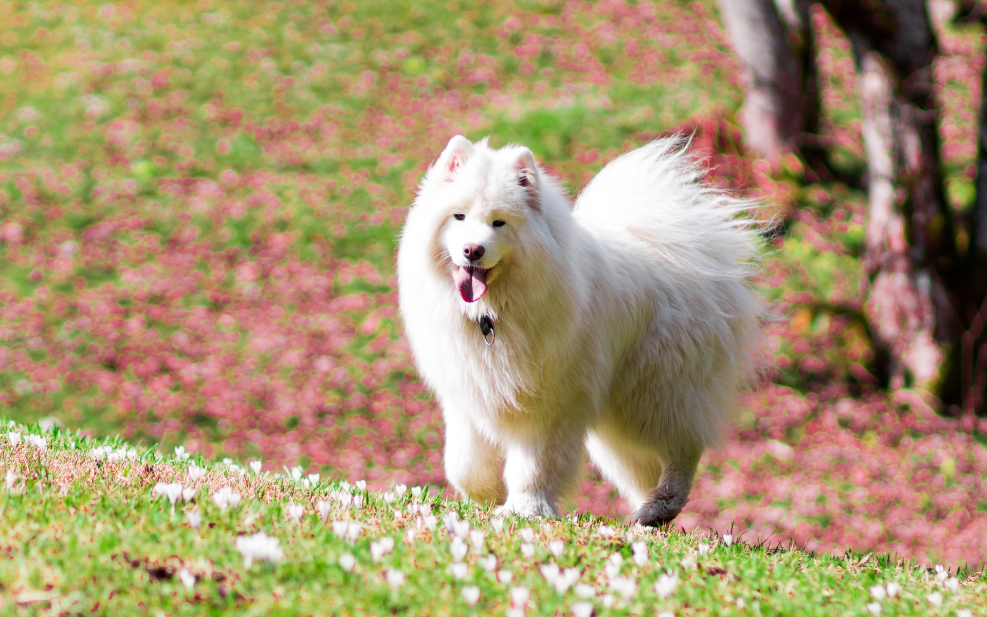 Белая самоедская собака с высунутым языком
