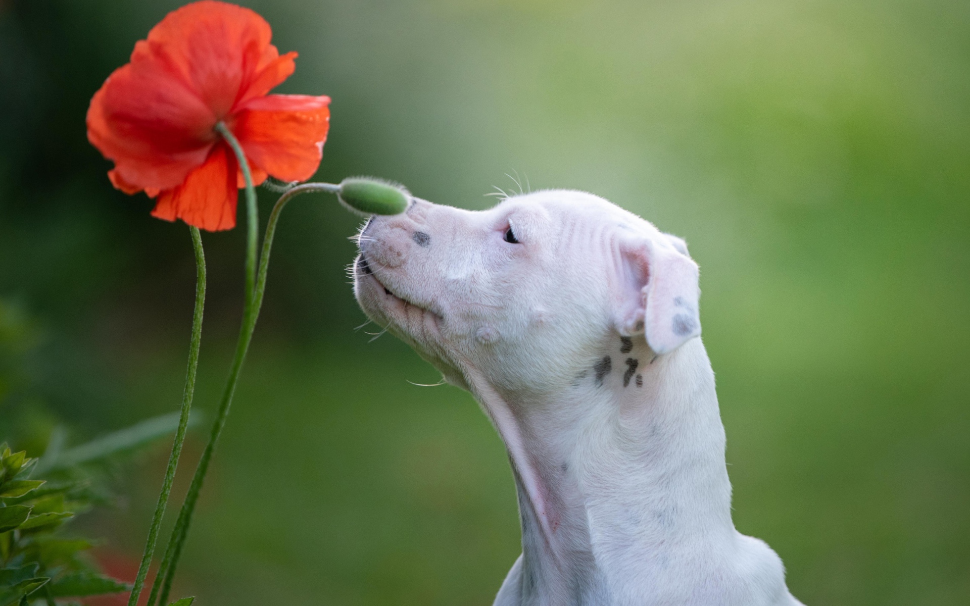 Белый породистый пес нюхает красный цветок мака