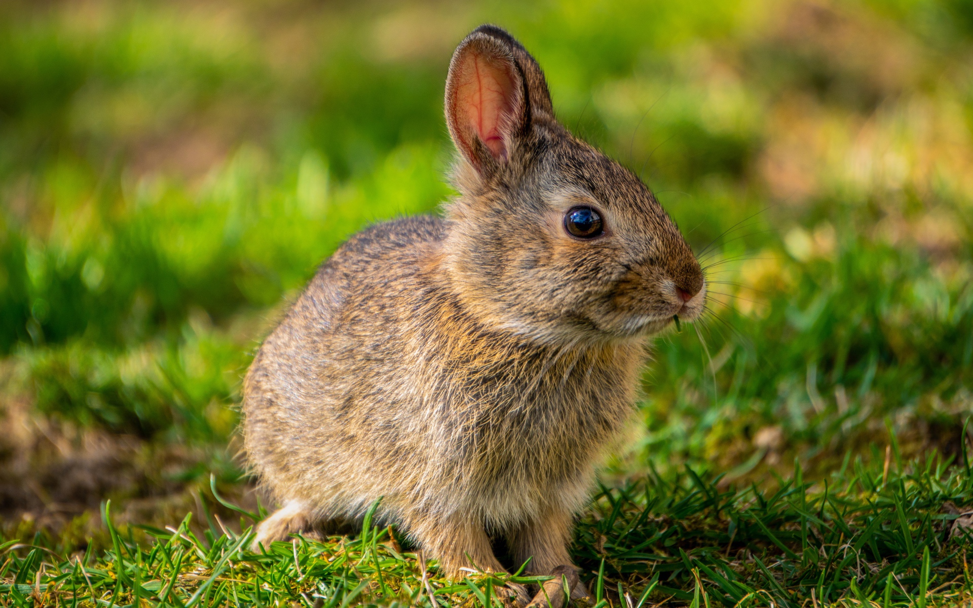 Дикий серый заяц на зеленой траве