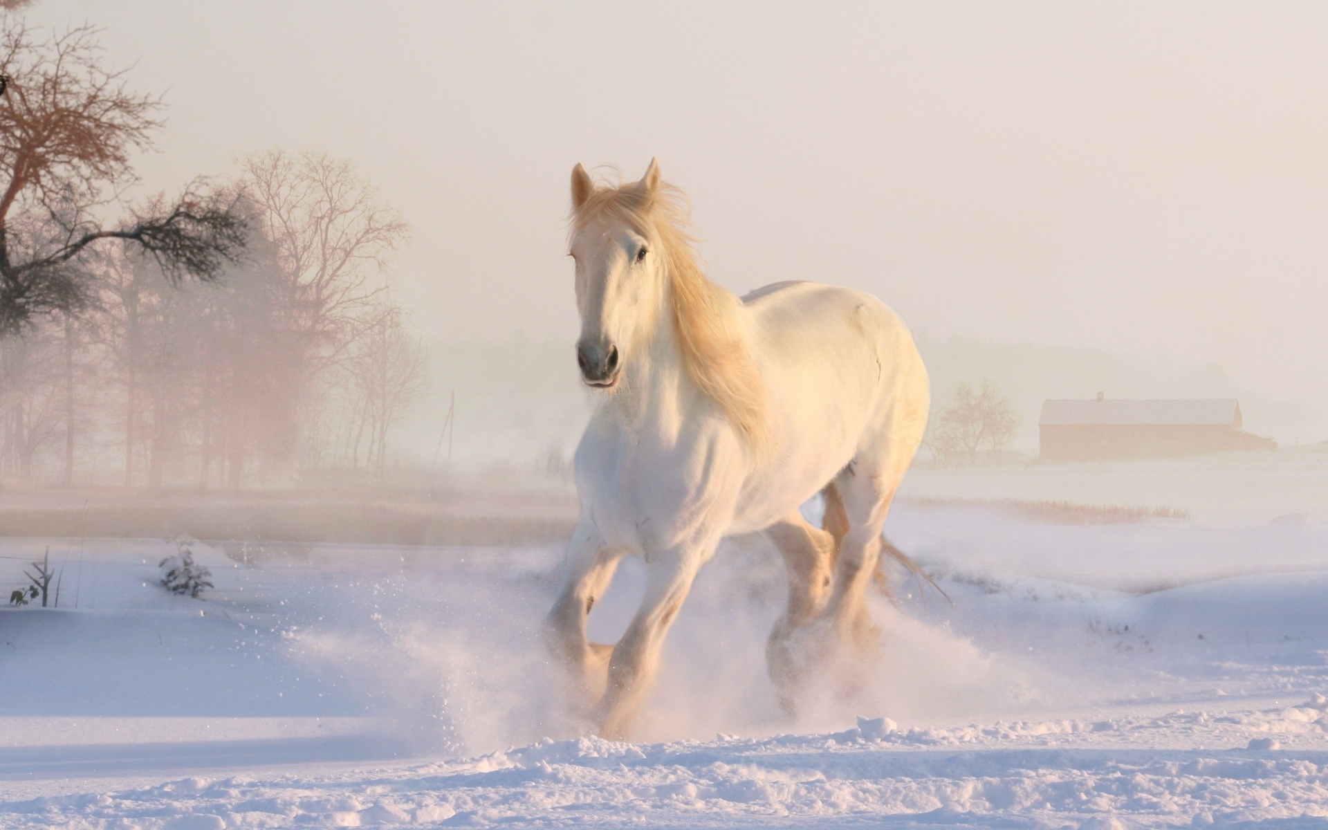 Красивая белая лошадь скачет по снегу