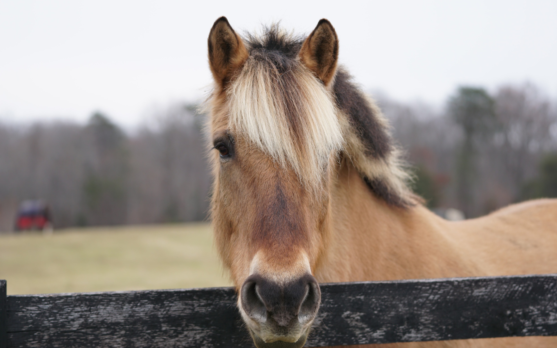 Коричневая лошадь с челкой на ферме 