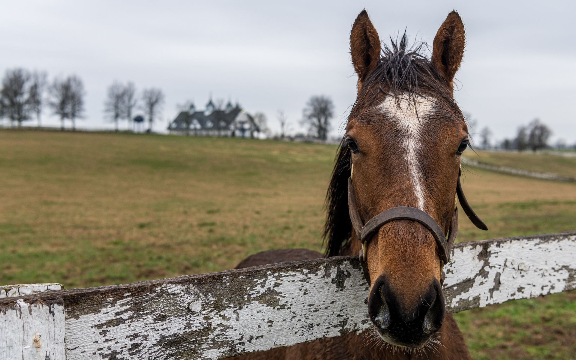 Лошадь на пастбище у забора