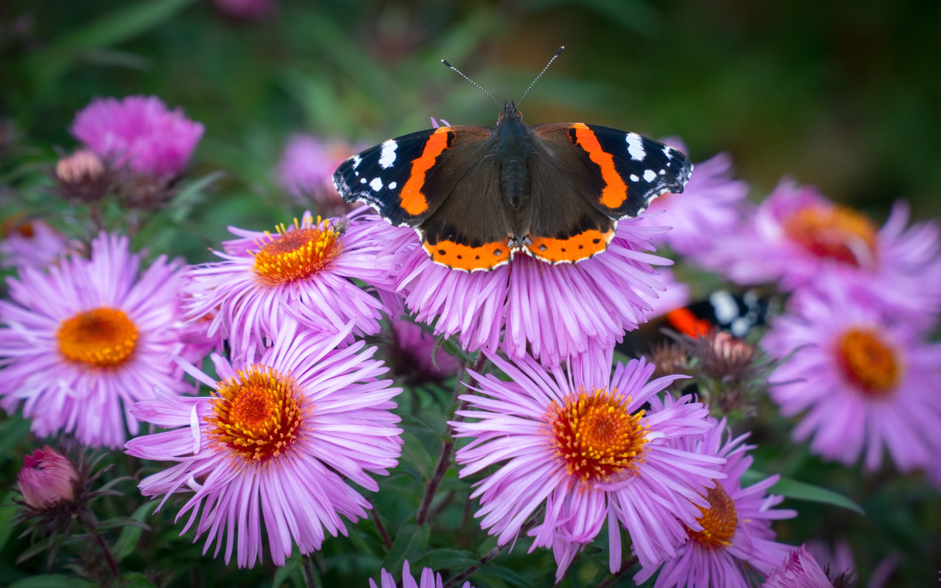 Бочка сидит на розовом цветке астры 