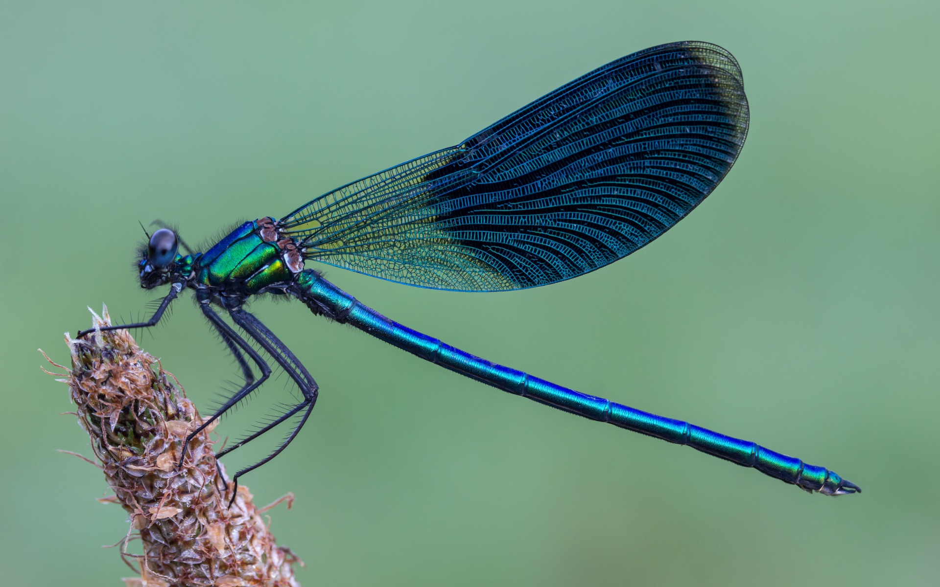 A large blue dragonfly sits on a spikelet.