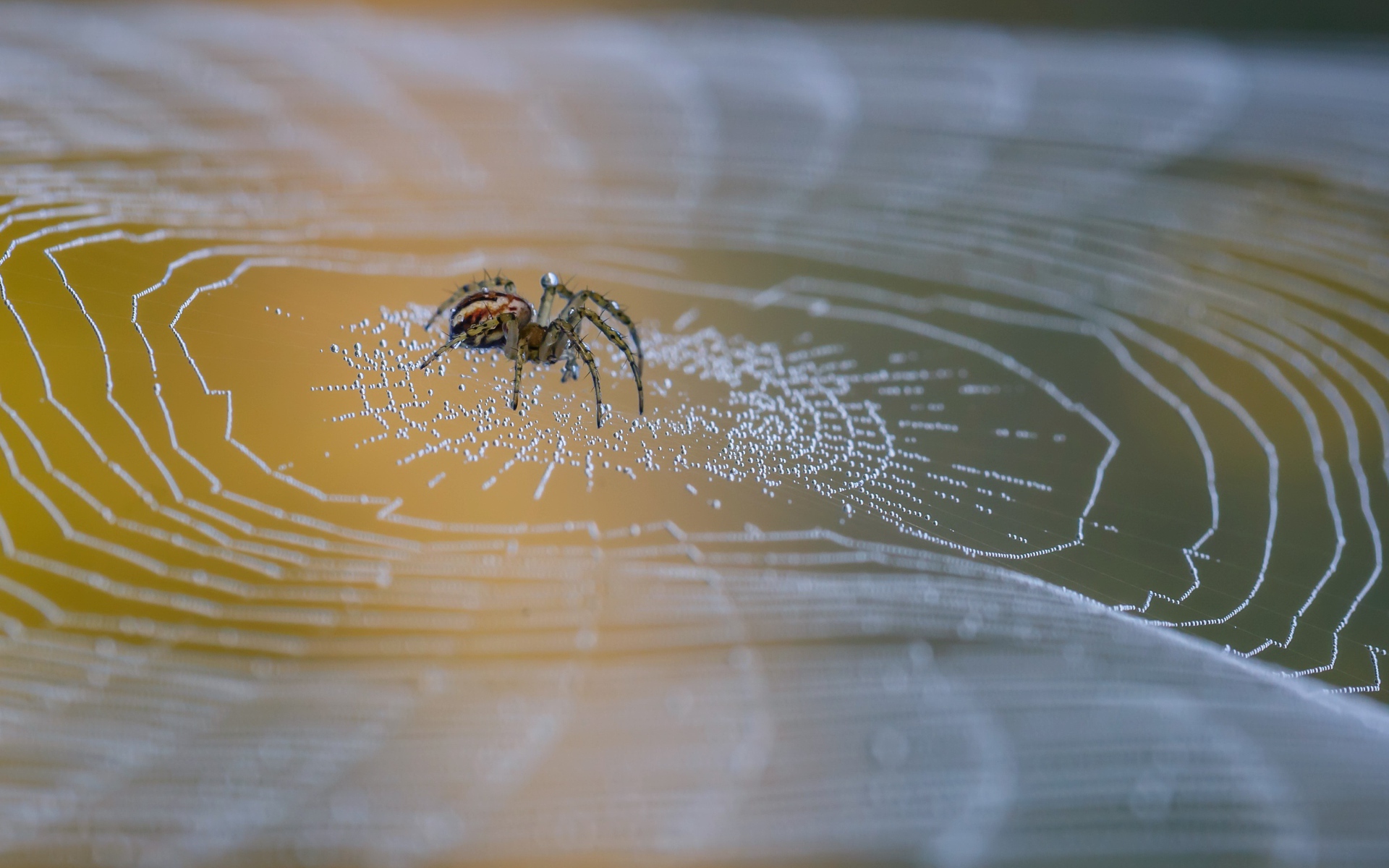 Большой паук сидит на паутине в каплях росы 