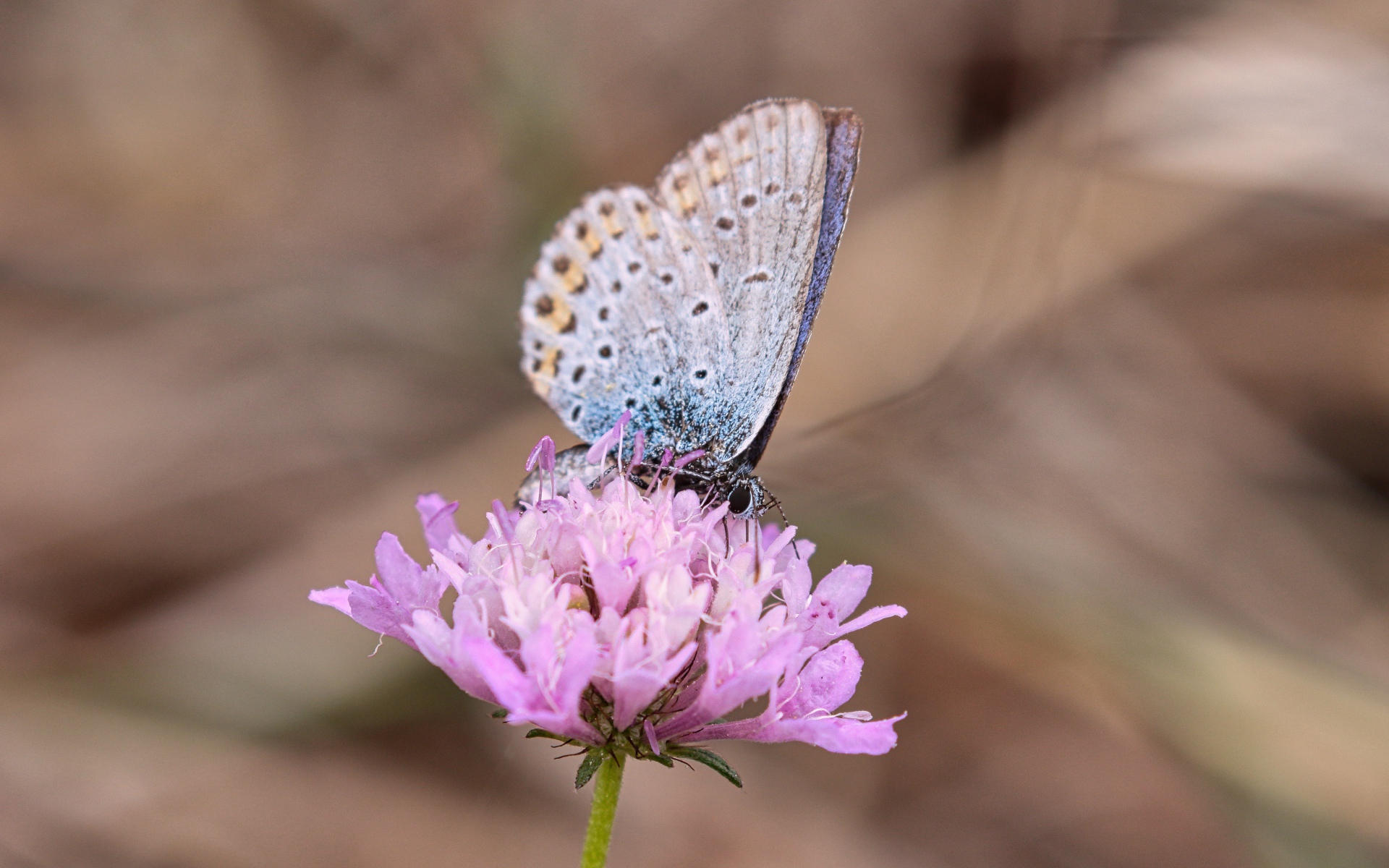 Красивая голубая бабочка на розовом цветке