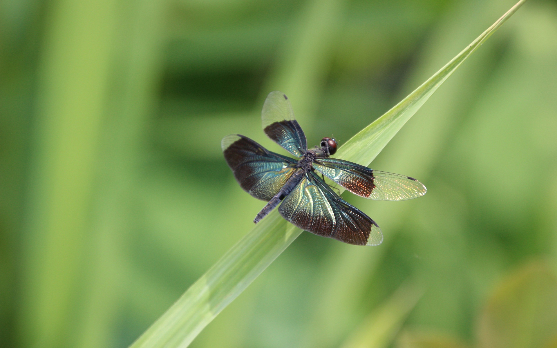Большая голубая стрекоза сидит на зеленой траве