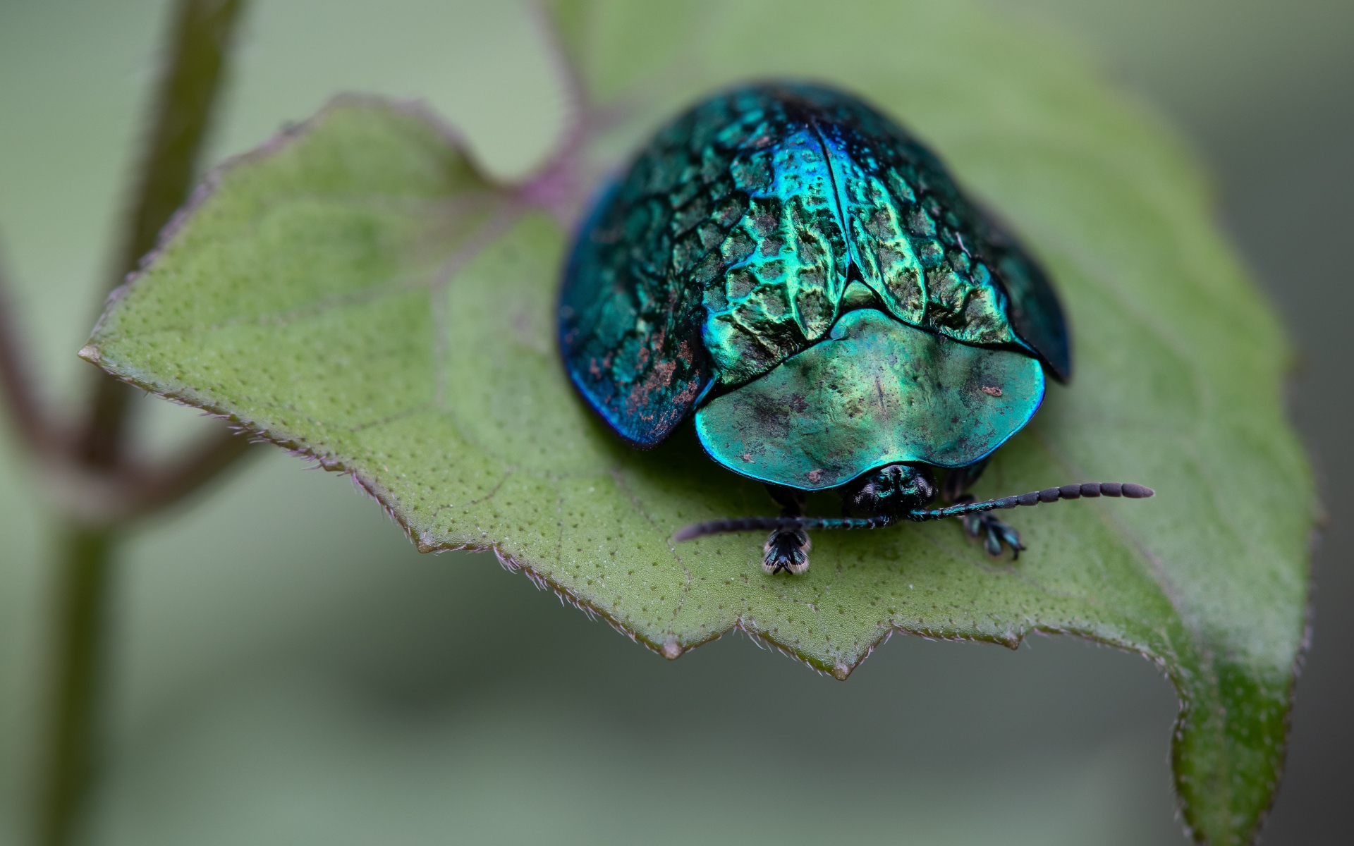 Большой зеленый жук сидит на листе