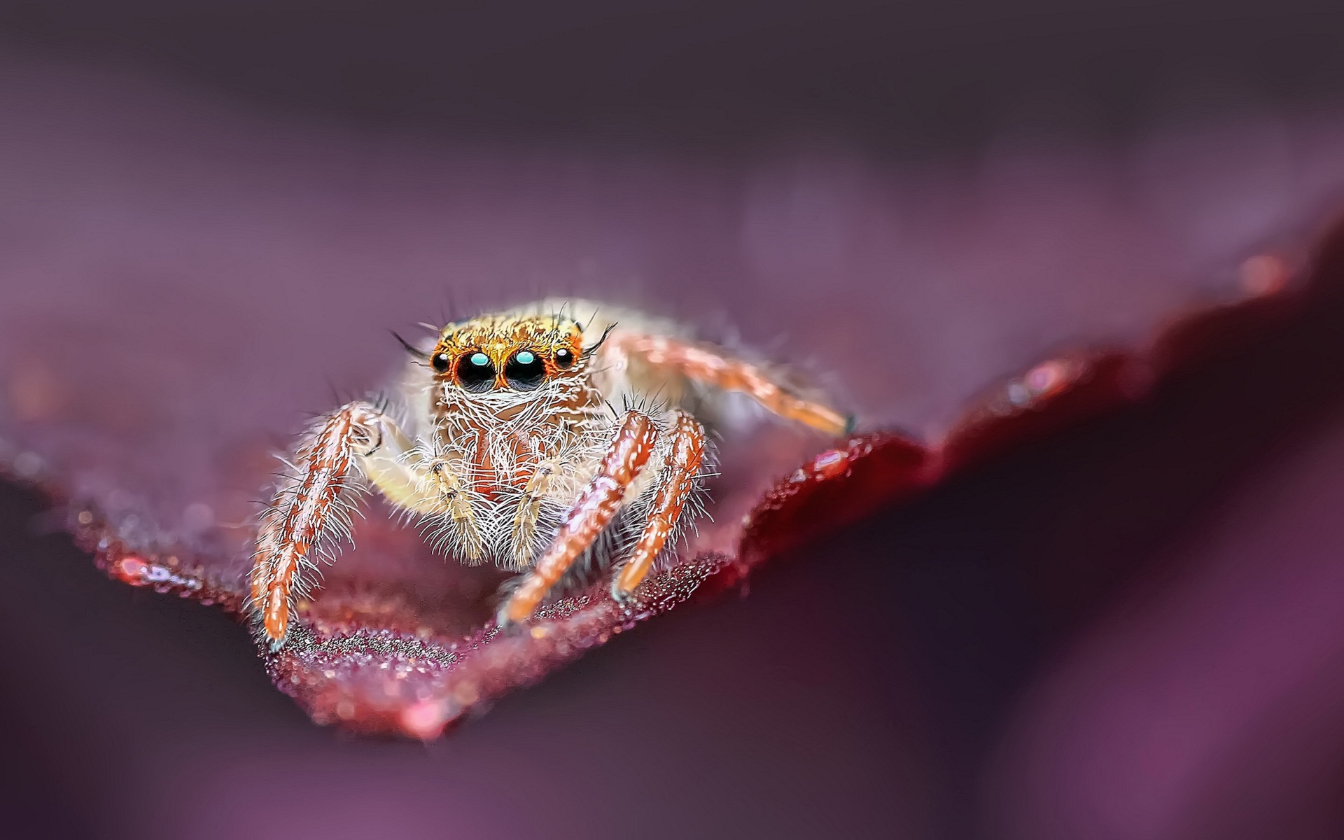 Большой паук с черными глазами охотится на листе