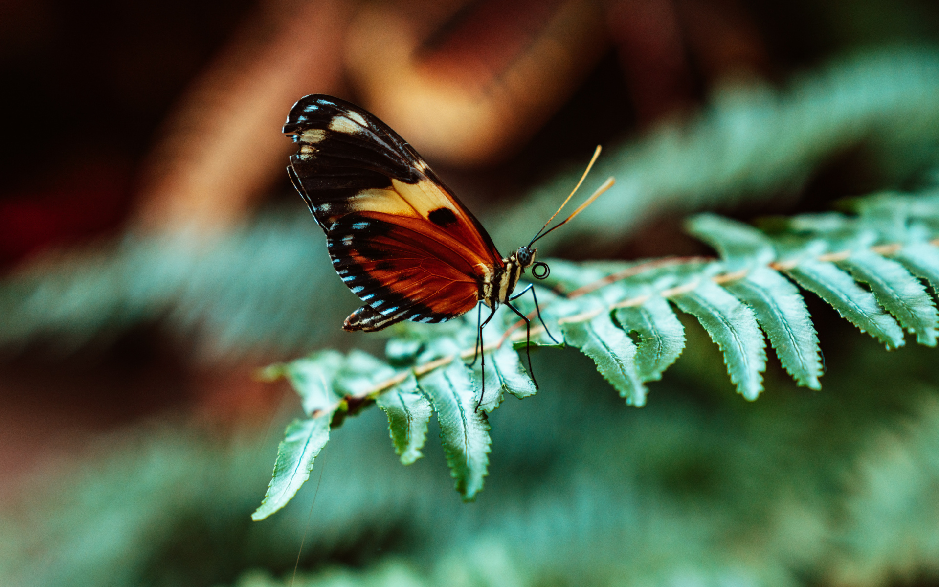Бабочка сидит на зеленом листе папоротника 