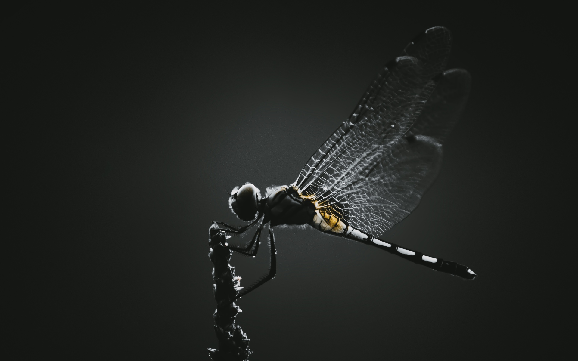 Стрекоза сидит на ветке на черном фоне 