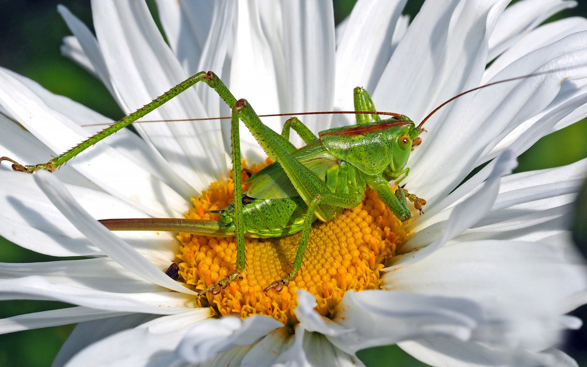 Зеленый кузнечик сидит на белом цветке 