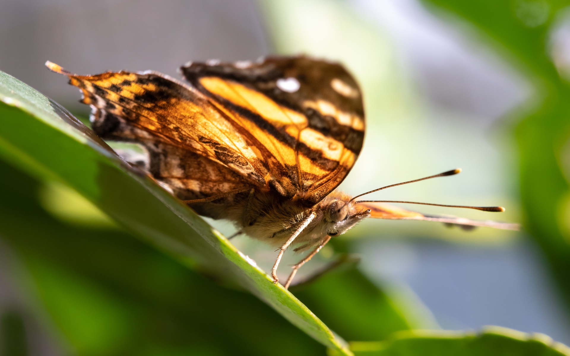 Большая коричневая бабочка сидит на зеленом листе