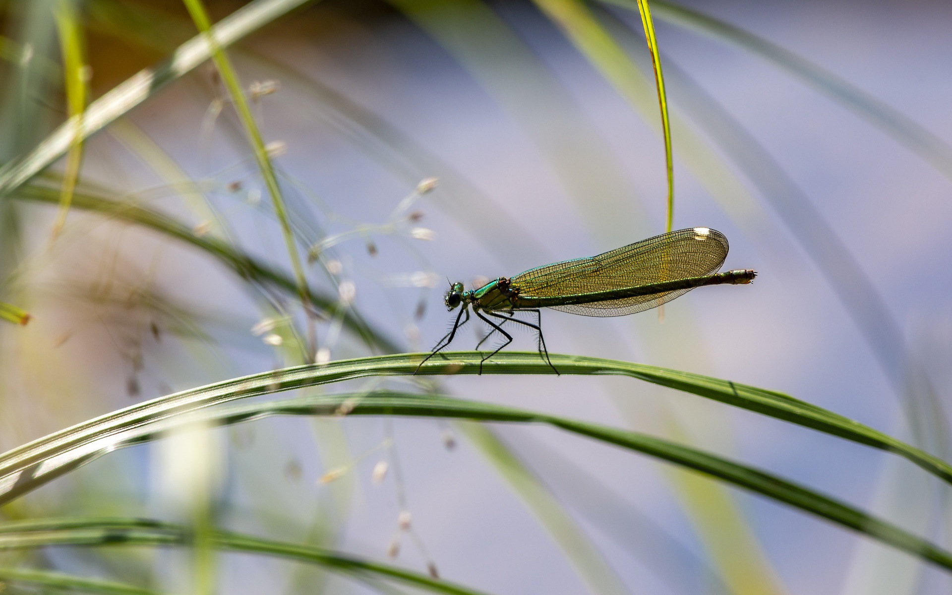 Маленькая зеленая стрекоза сидит на траве