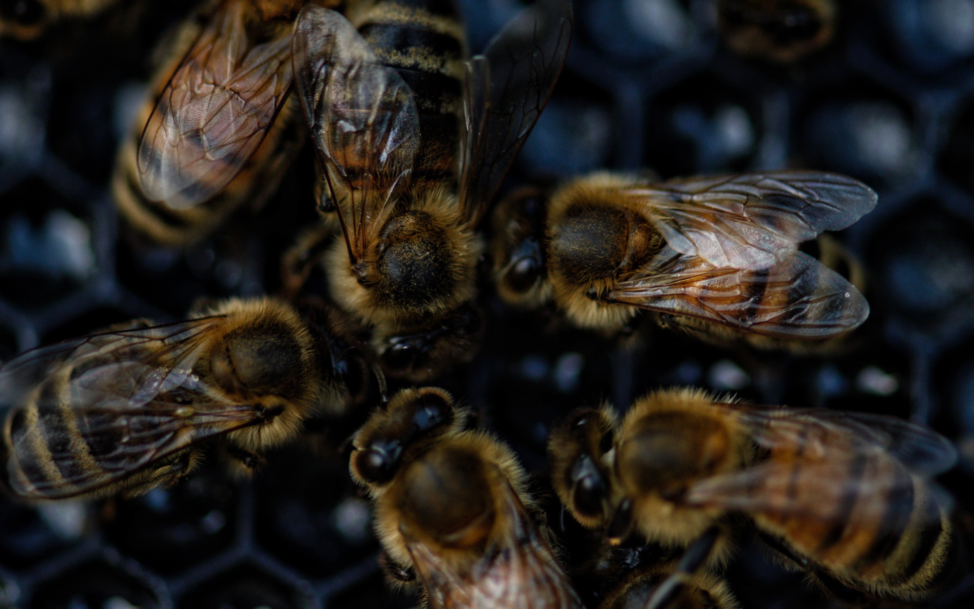 Маленькие пчелы на сотах крупным планом