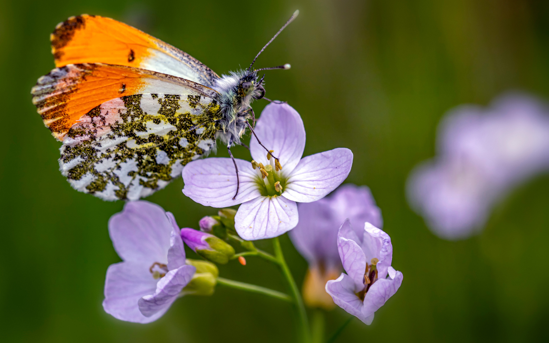 Маленькая бабочка сидит на розовом цветке 