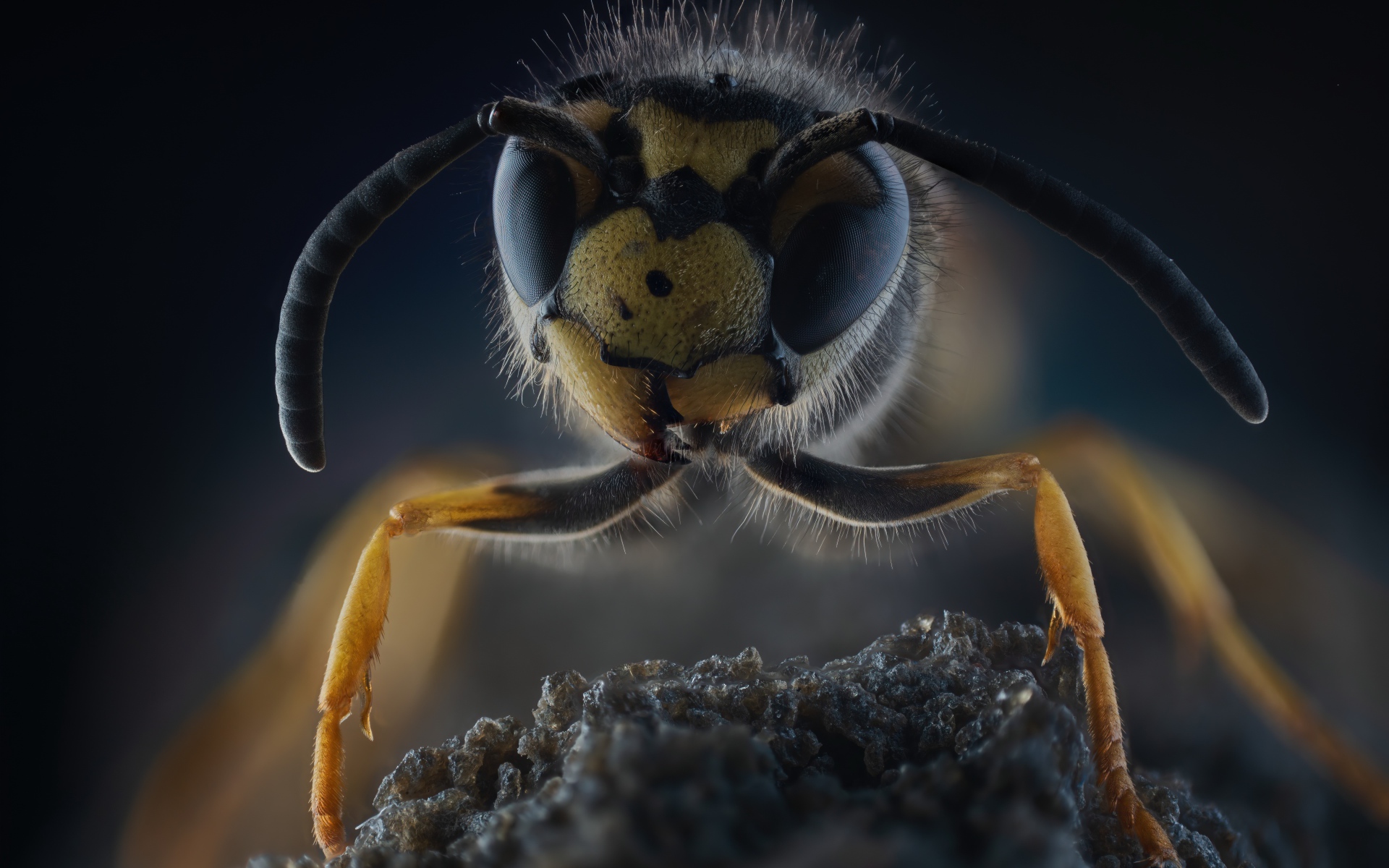 Оса на камне крупным планом