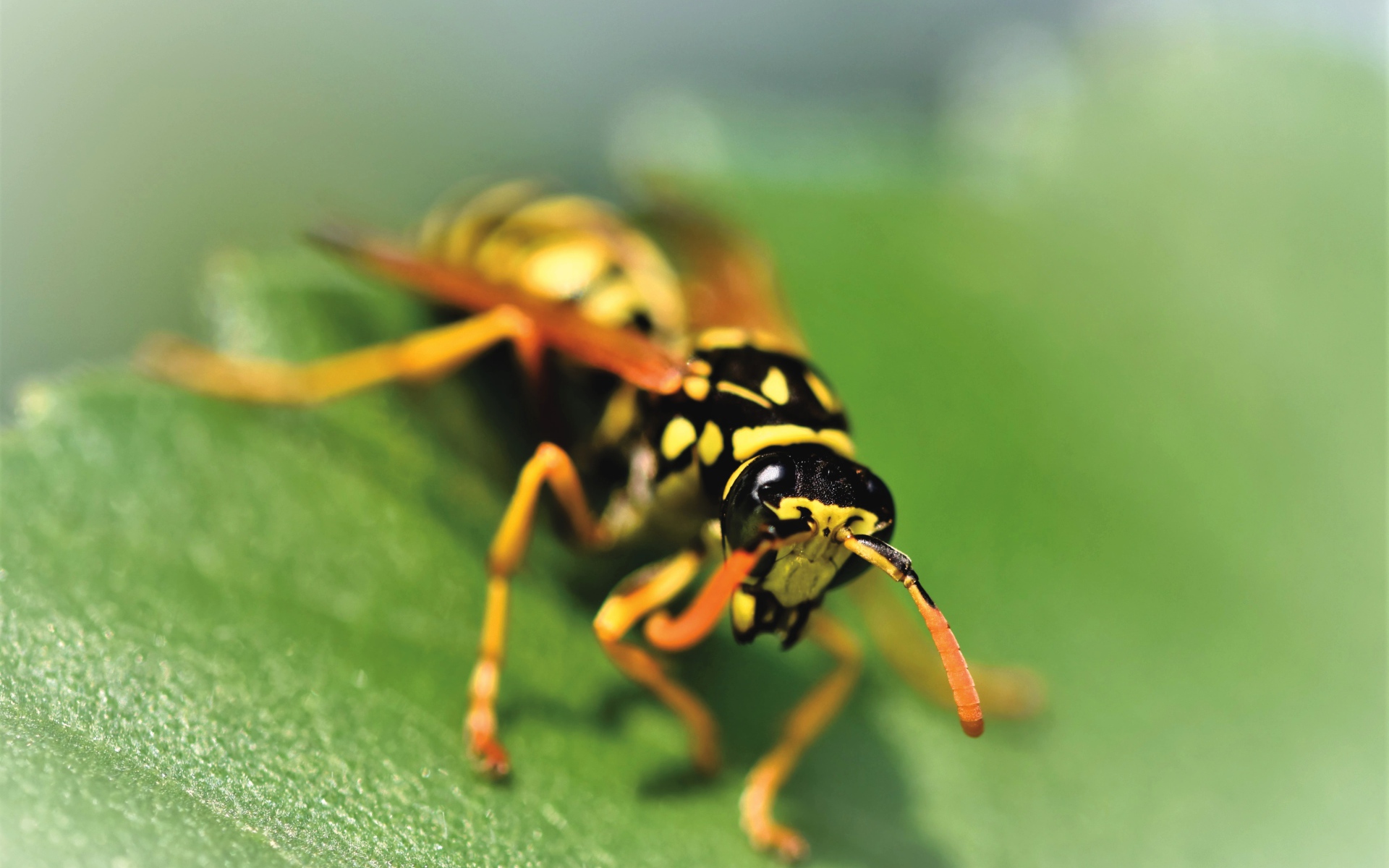 Оса сидит на зеленом листке крупным планом