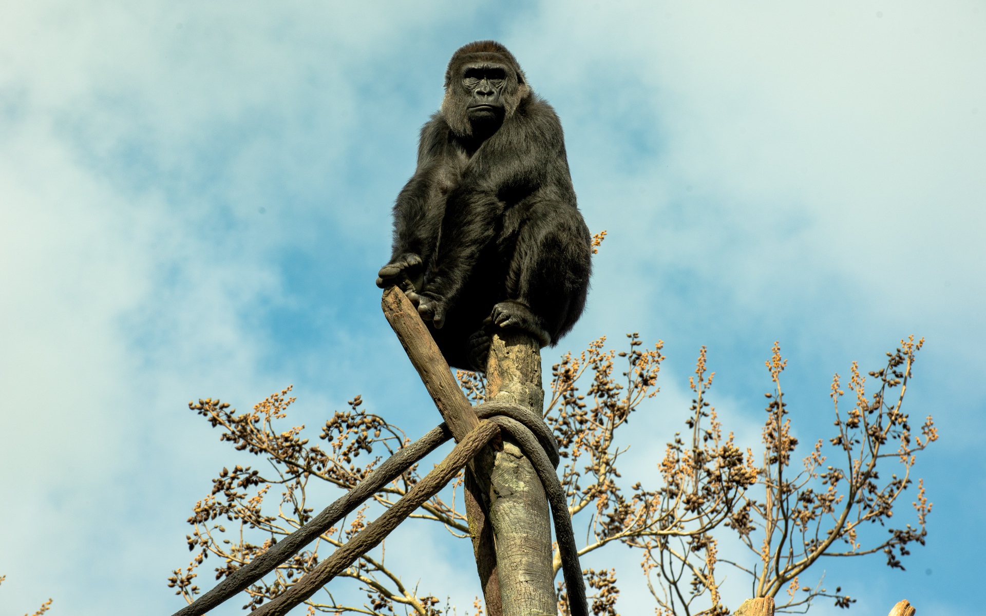 Большая черная горилла сидит на стволе дерева 