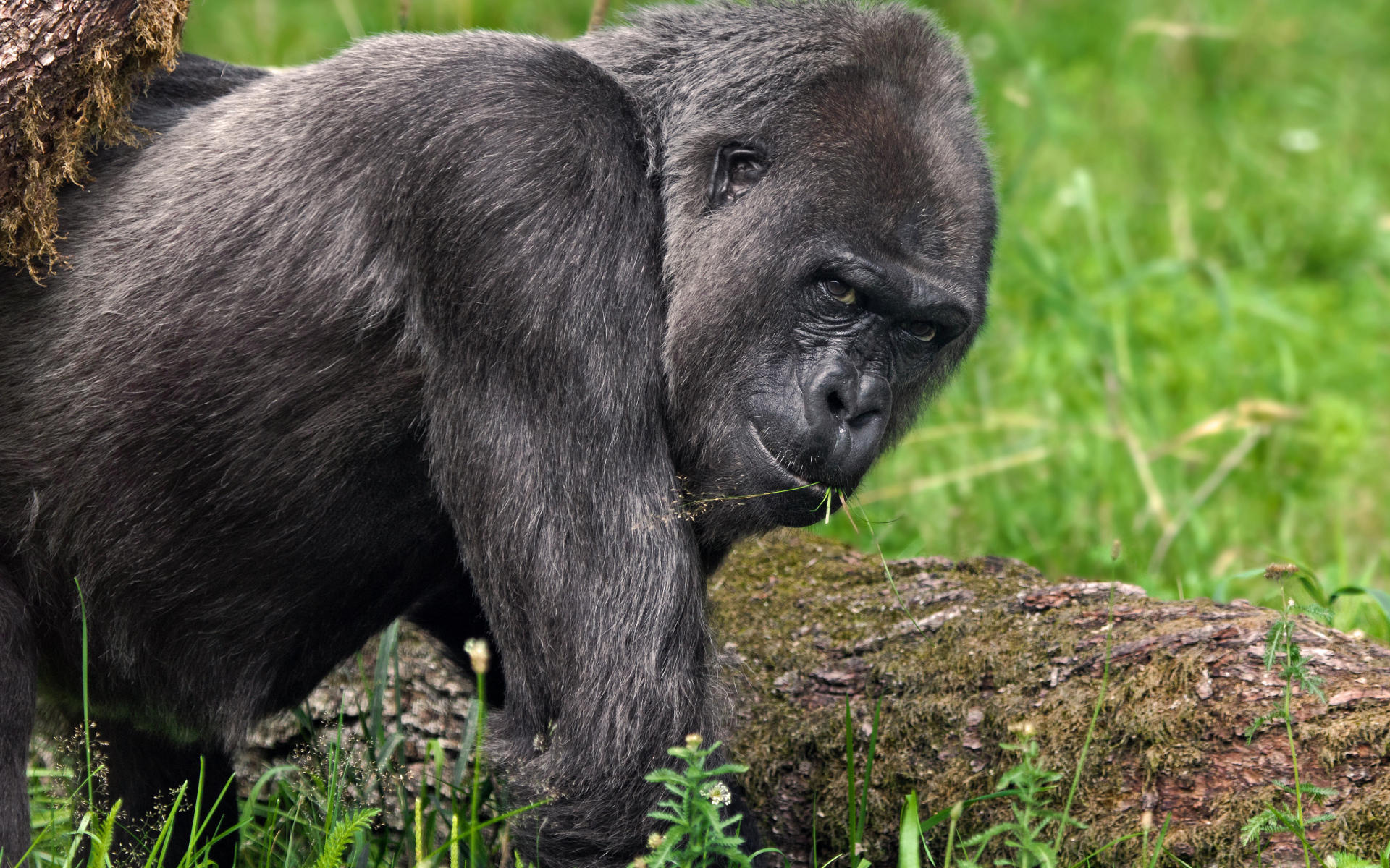 Big black gorilla walks on the grass
