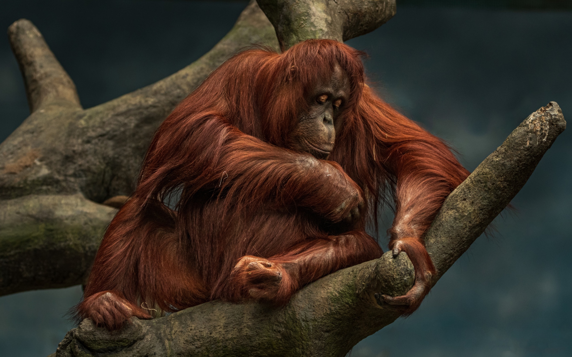 Wallpaper forest branches foliage jungle monkey orangutan images for  desktop section животные  download