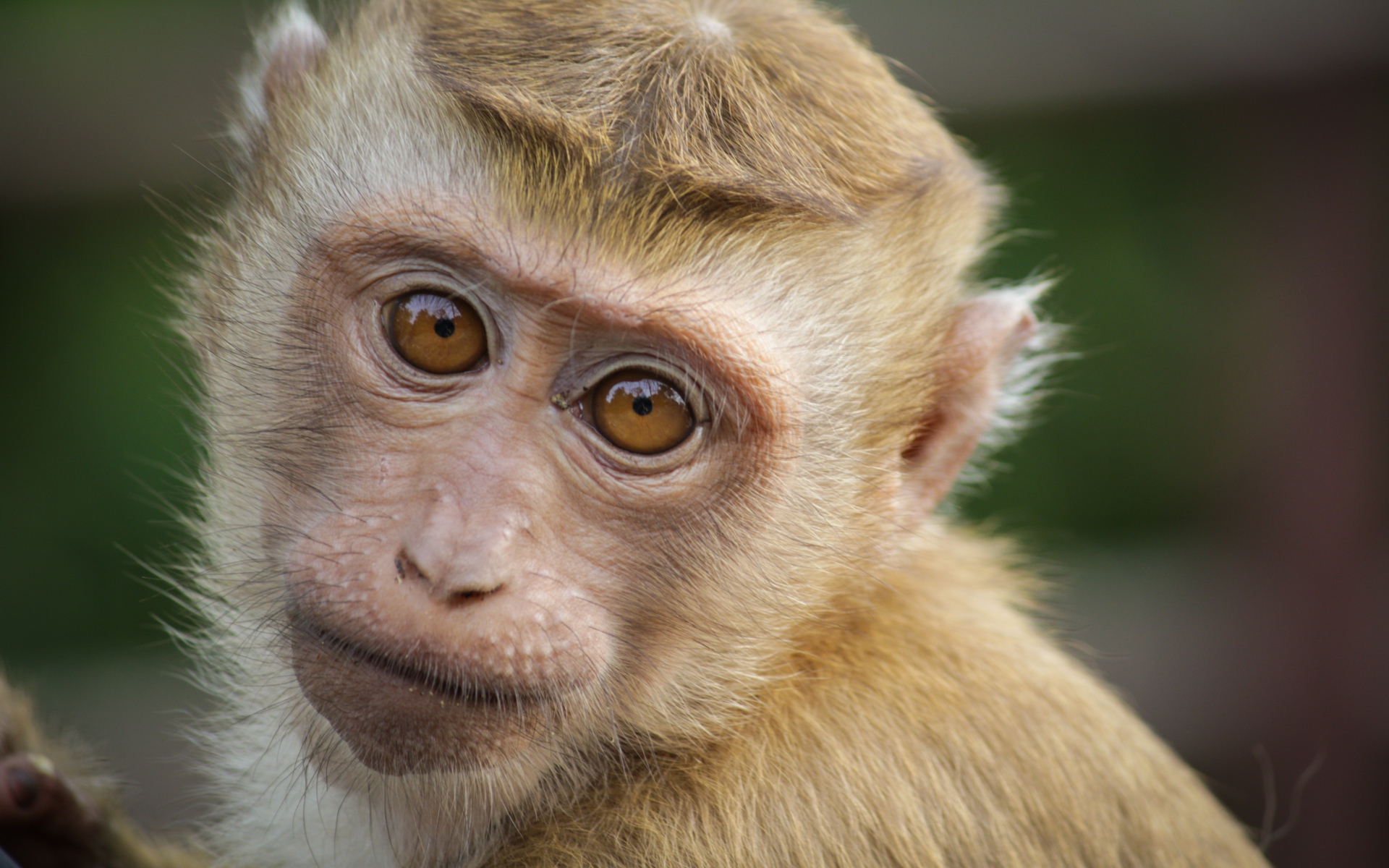 Маленькая обезьяна крупным планом