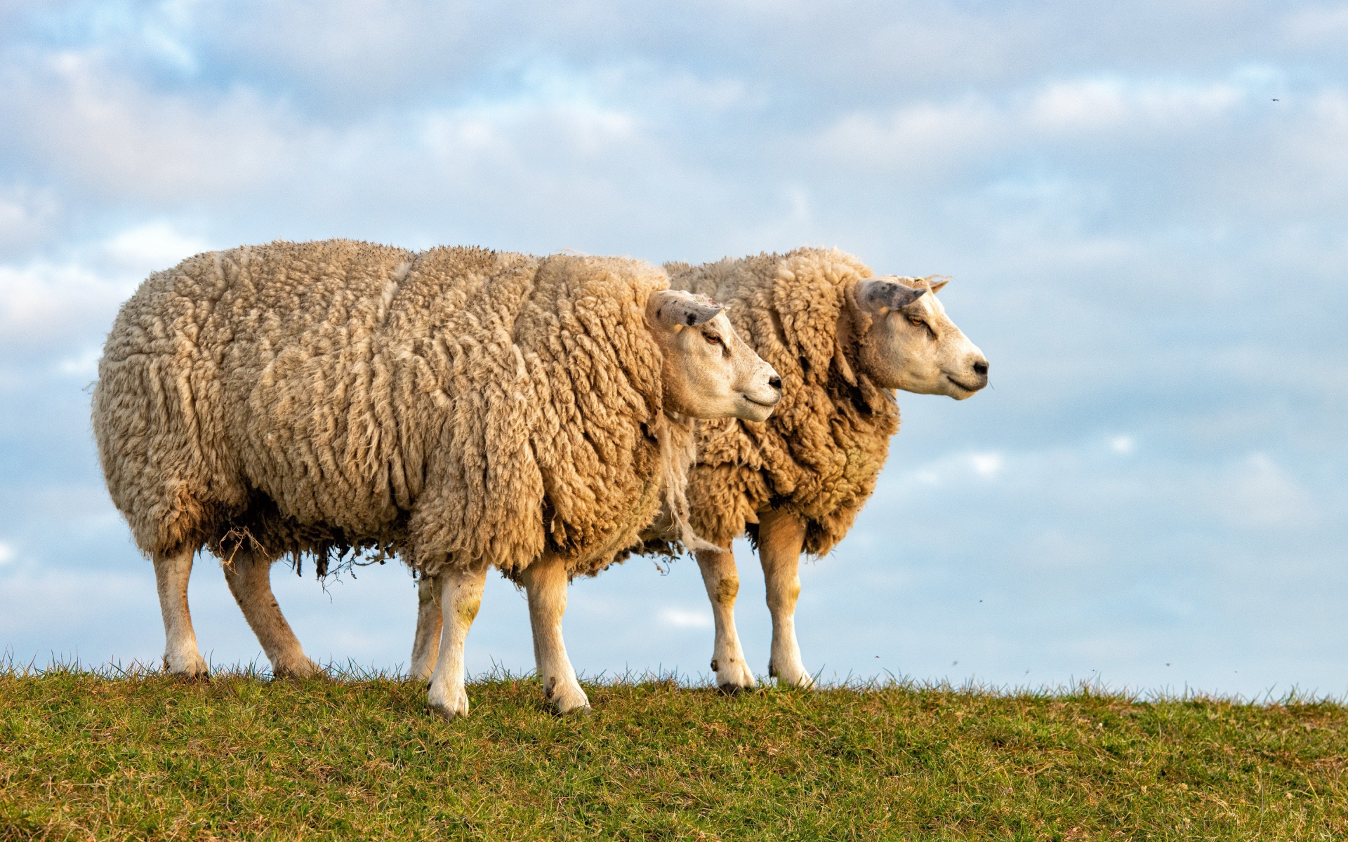 Two big shaggy sheep on the field