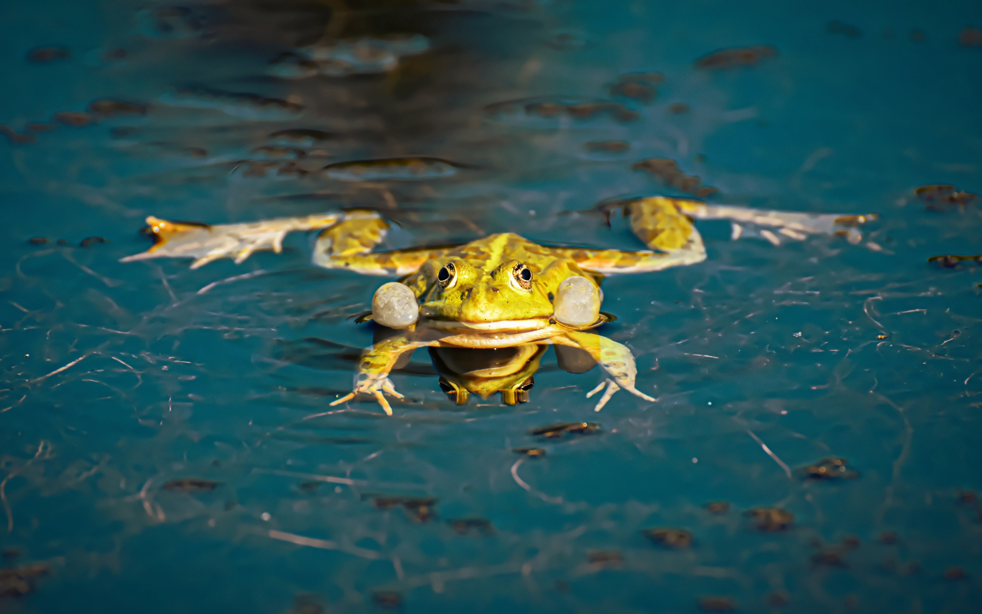 Зеленая лягушка в водоеме