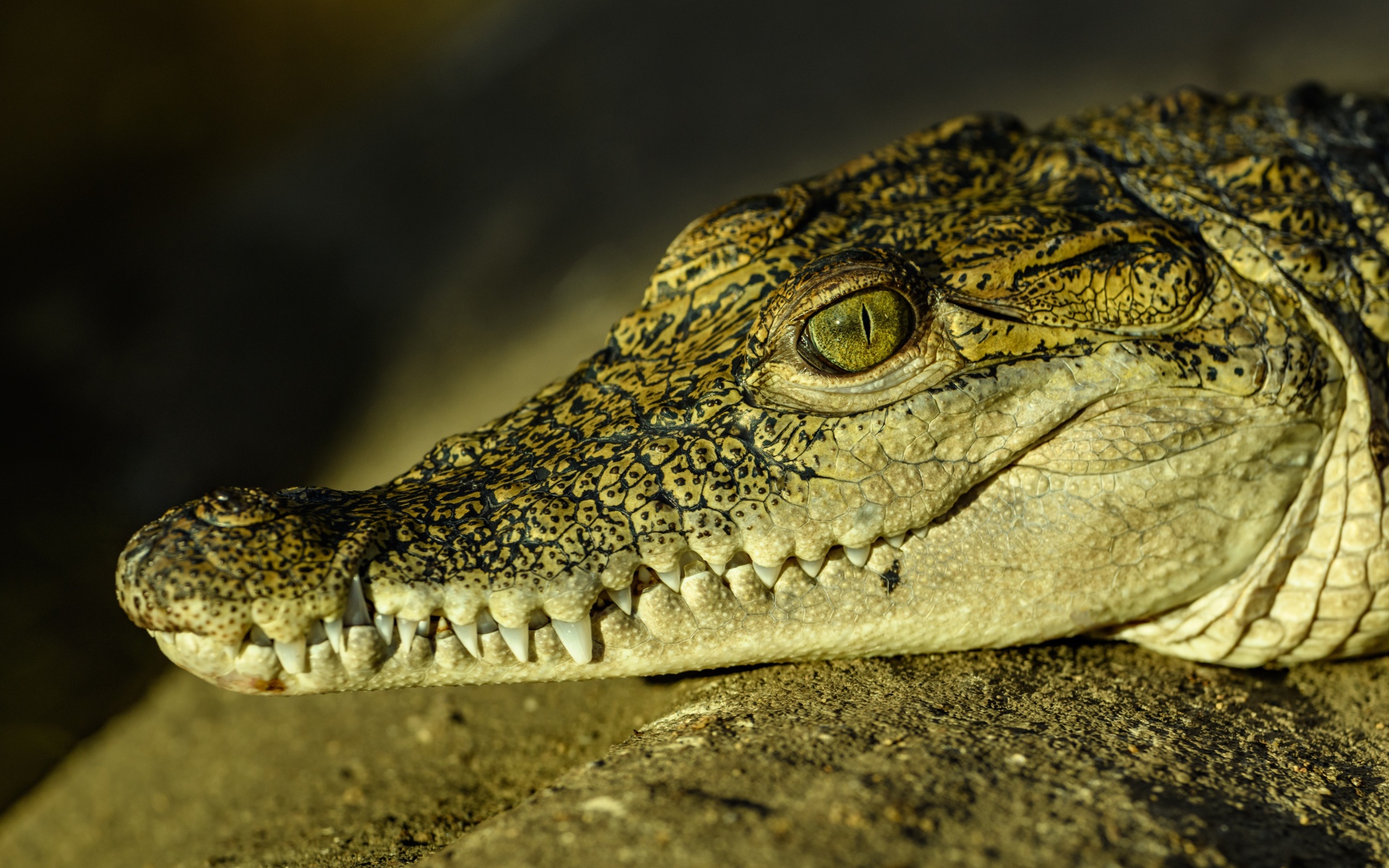 Большой крокодил с острыми клыками загорает на солнце