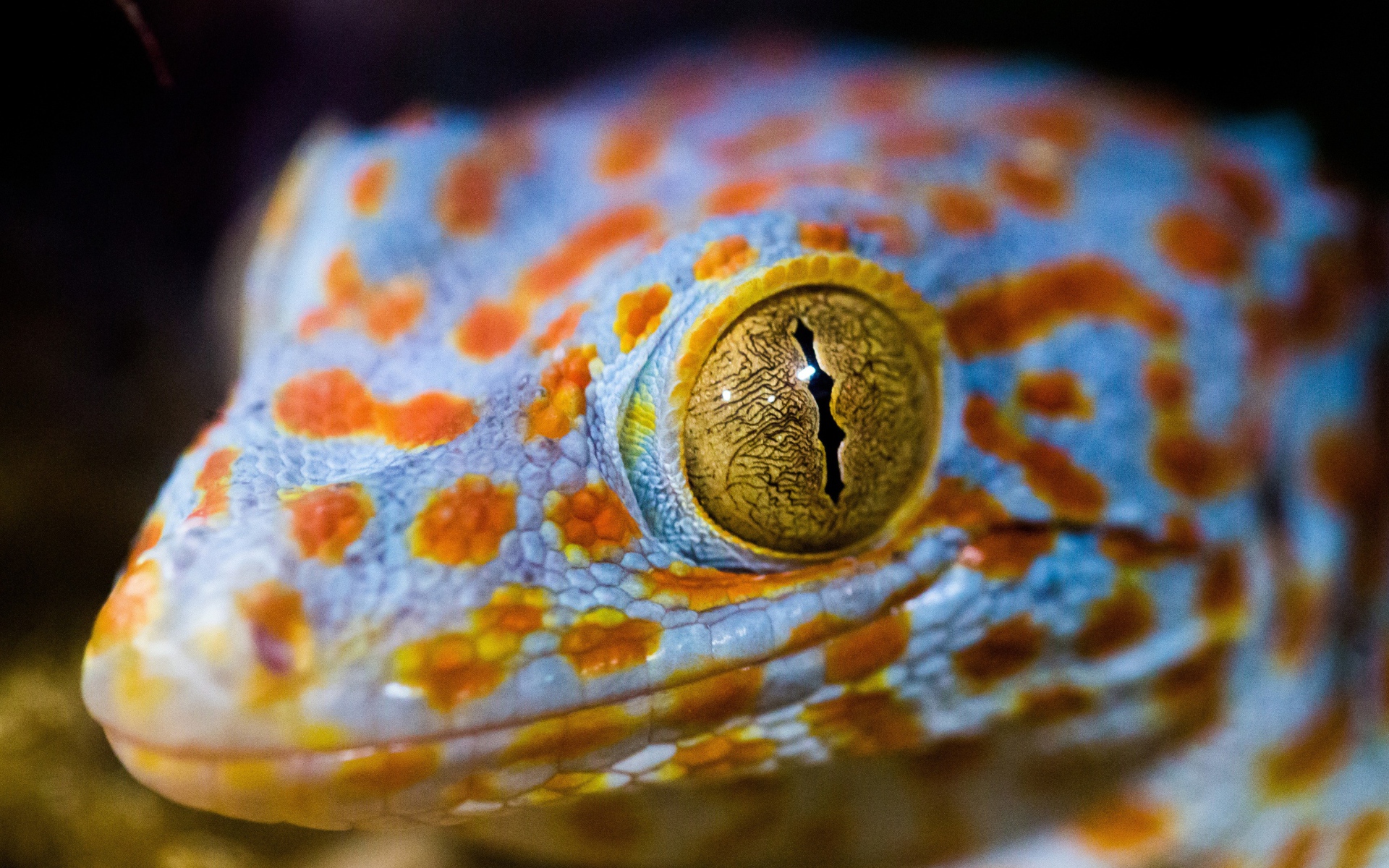 Голова ящерицы с желтыми глазами крупным планом 