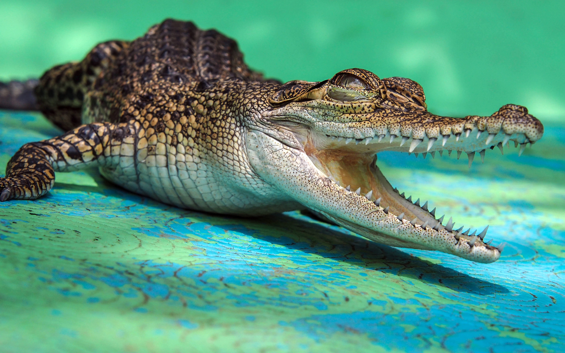 Open-jawed alligator with sharp teeth