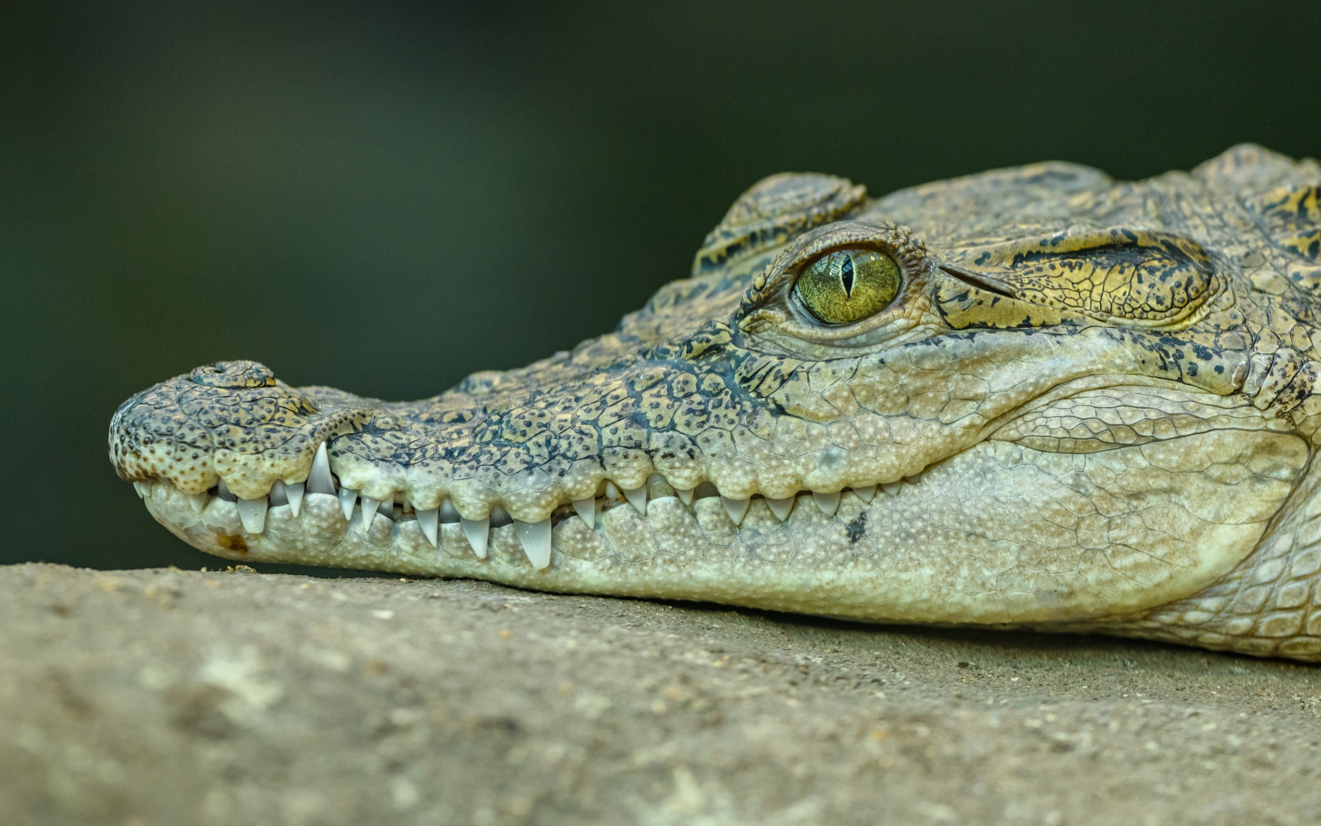 Голова большого аллигатора с острыми зубами 