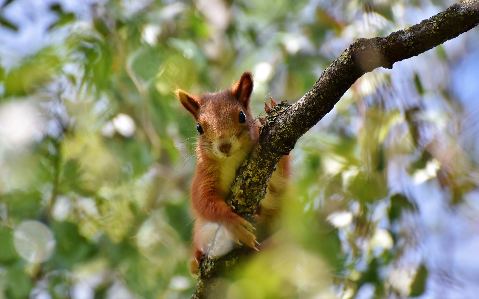 Милая рыжая белка сидит на ветке 
