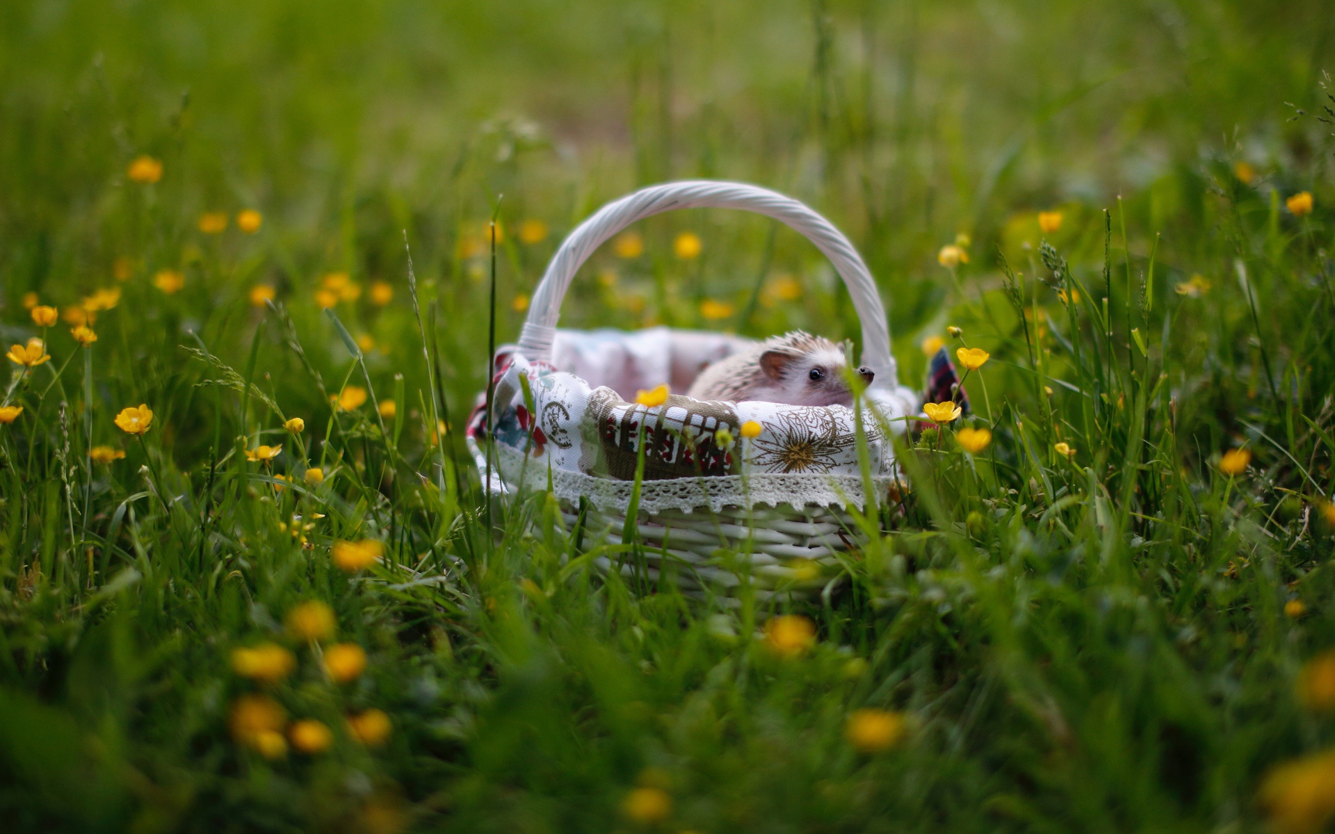 Маленький еж в корзине на зеленой траве 