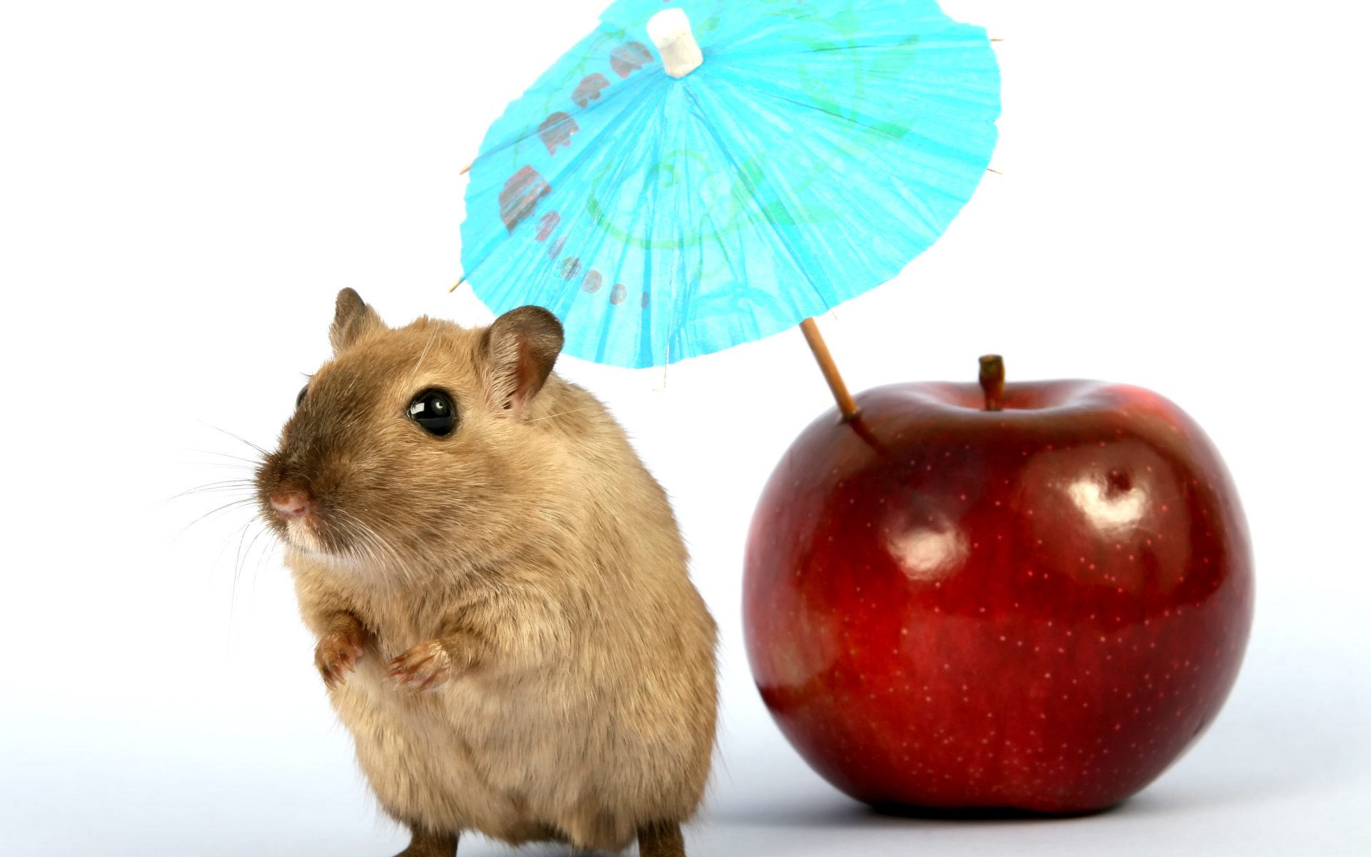 Мышонок с яблоком и зонтиком на белом фоне