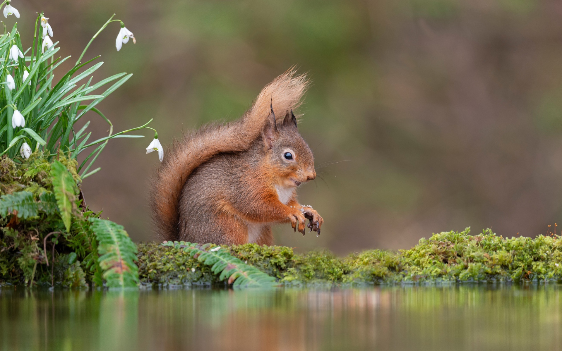 Маленькая рыжая белка стоит у воды