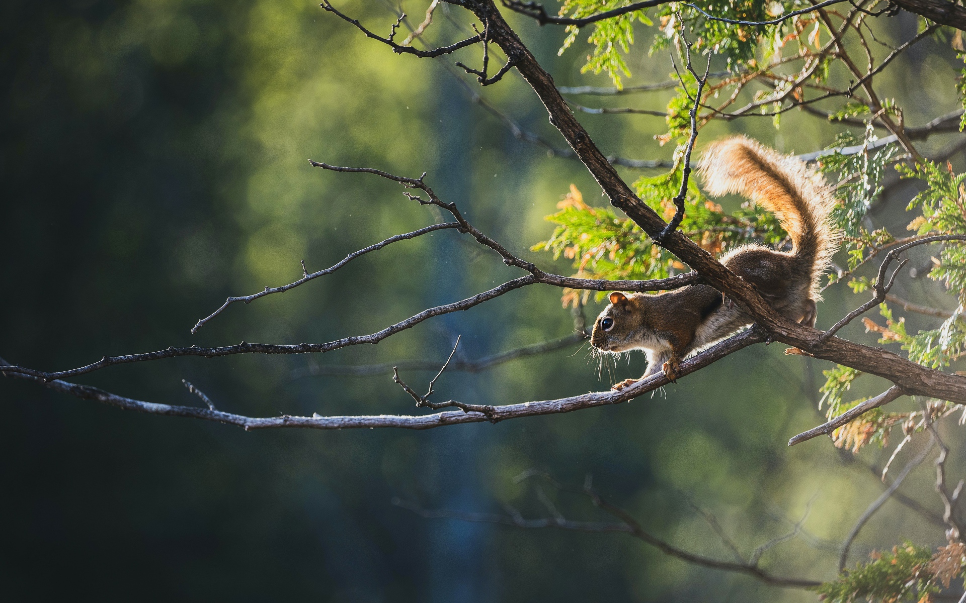 Белка подбирается к краю ветки 