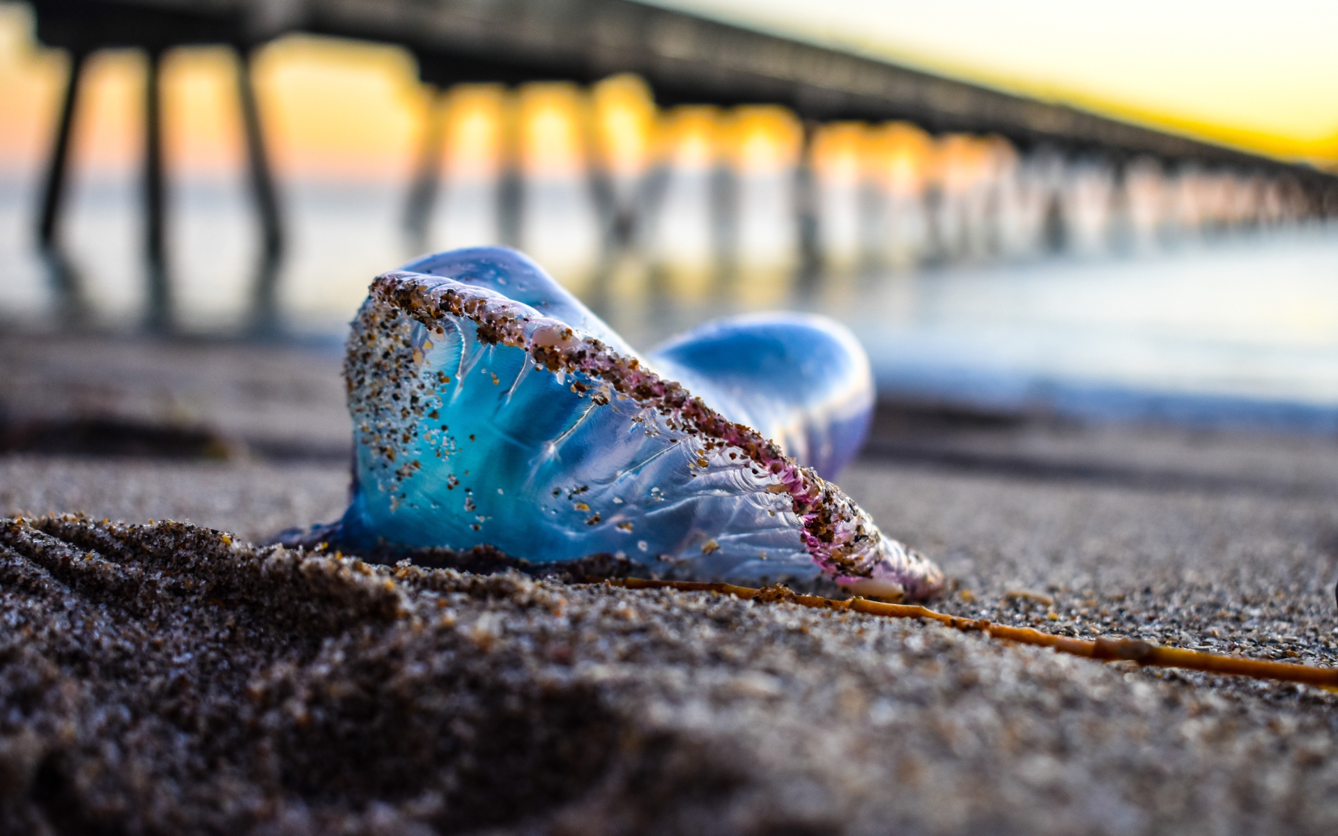 Голубая медуза лежит на песке у моря