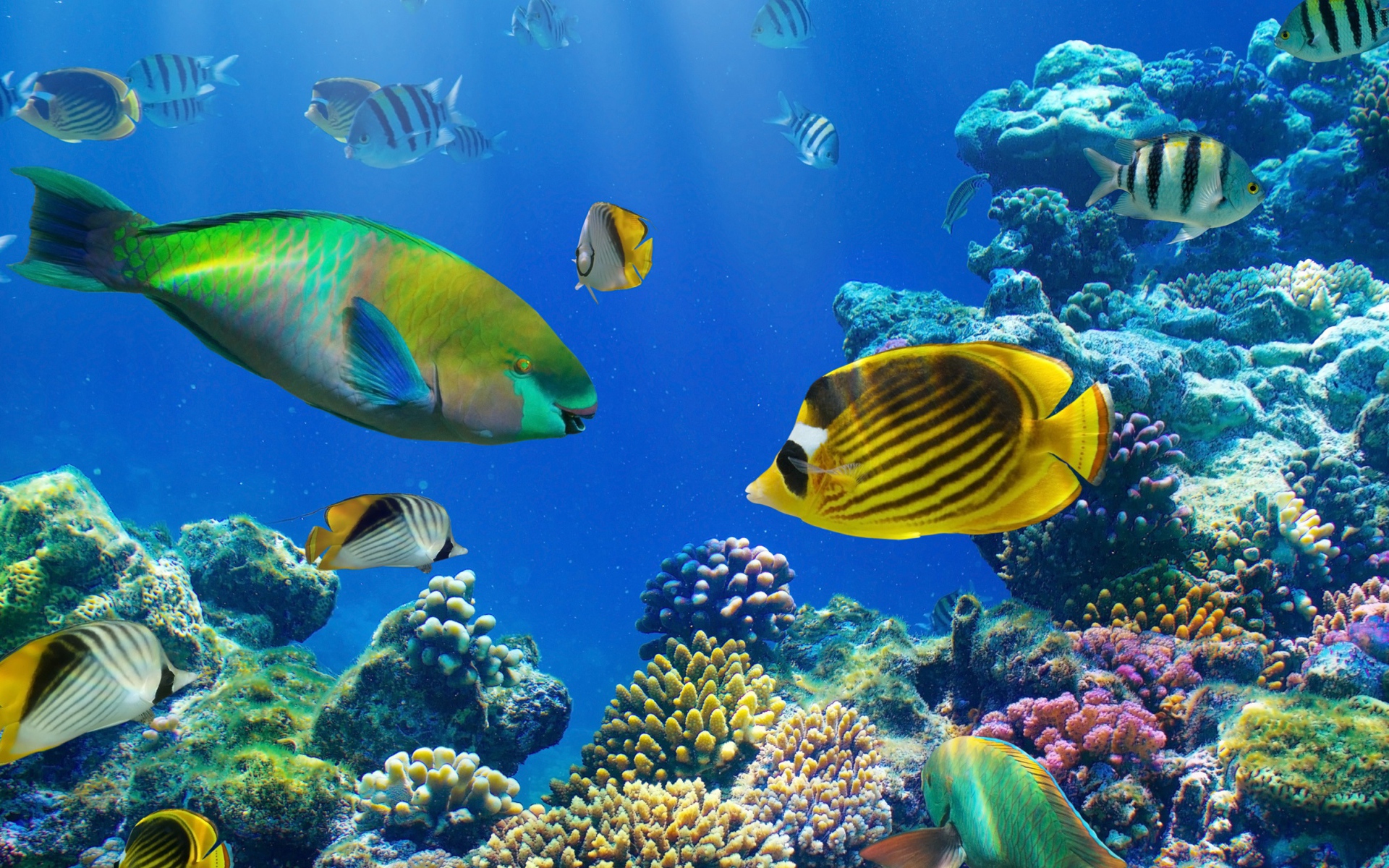 Разноцветные рыбы под водой в кораллах 