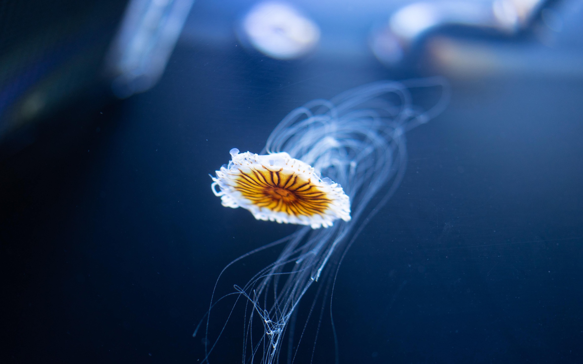 Маленькая медуза плавает в синей воде