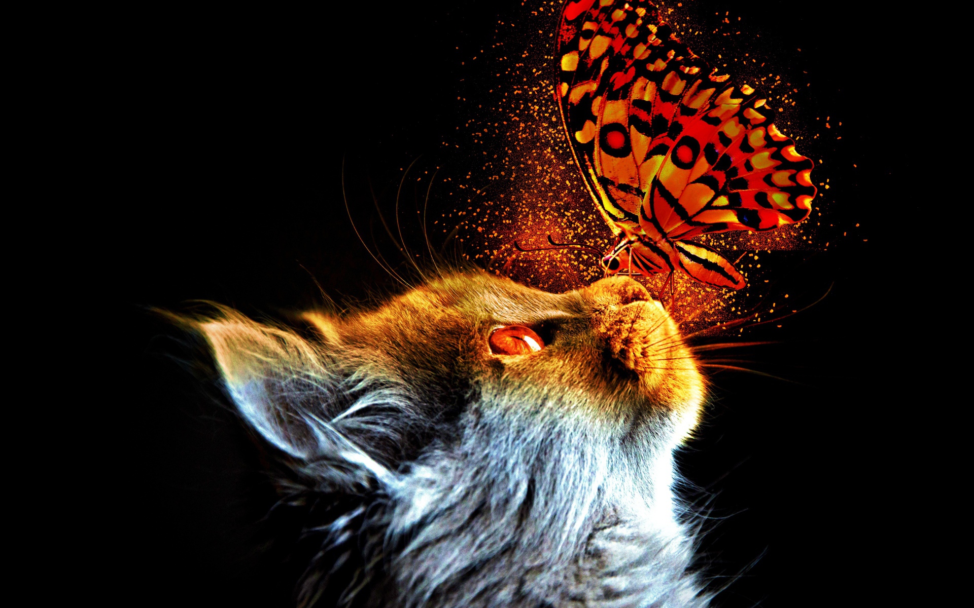 Кот с бабочкой на носу на черном фоне