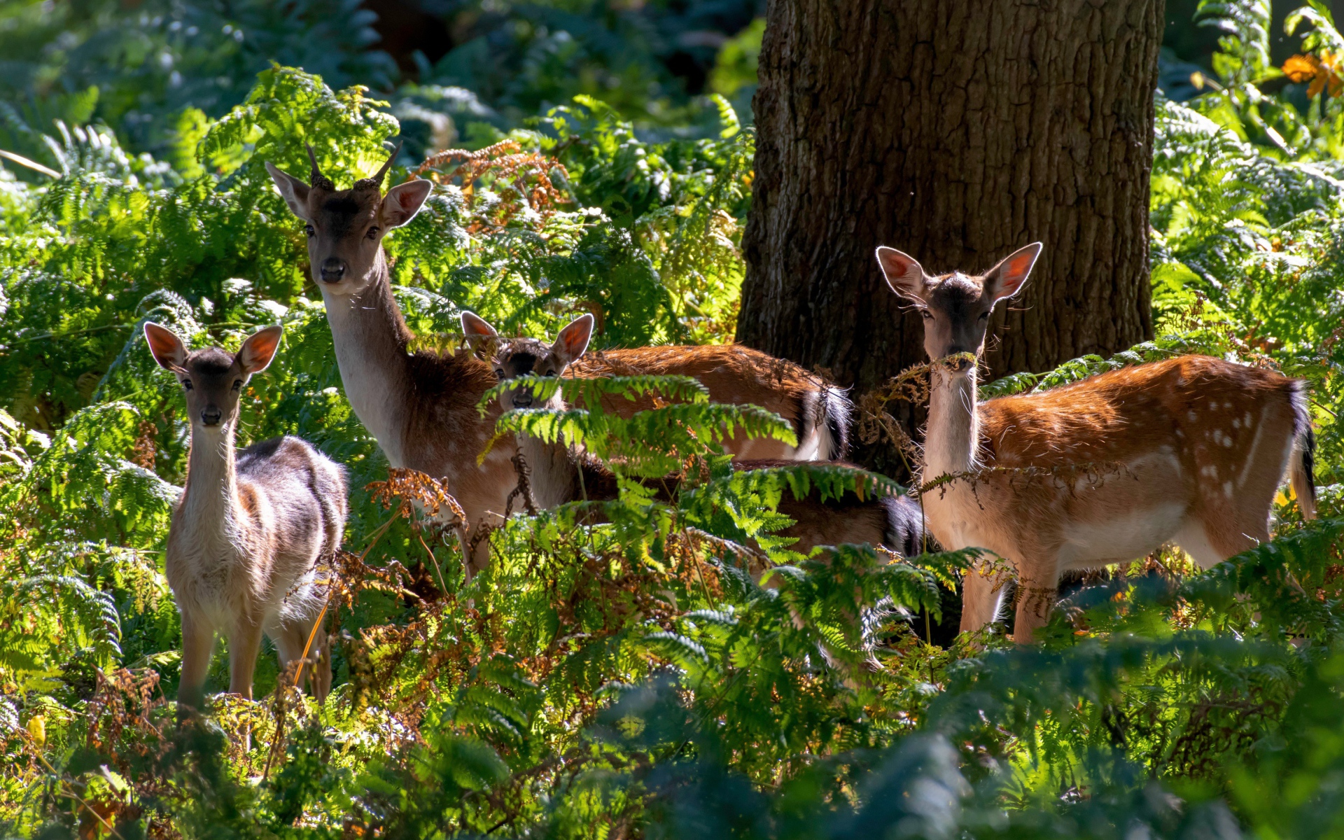 Стадо оленей у дерева в зарослях
