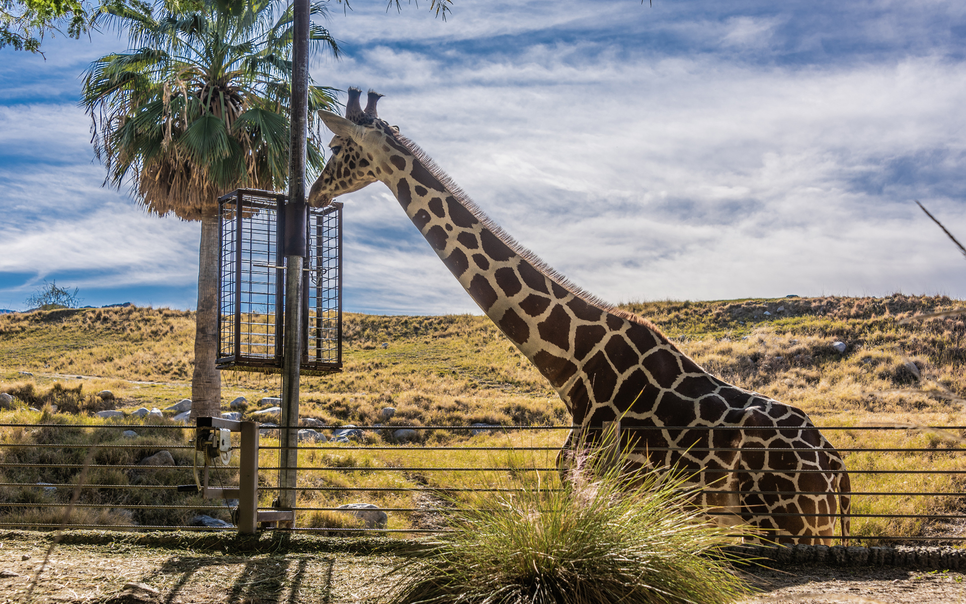 Большой жираф на фоне голубого неба 