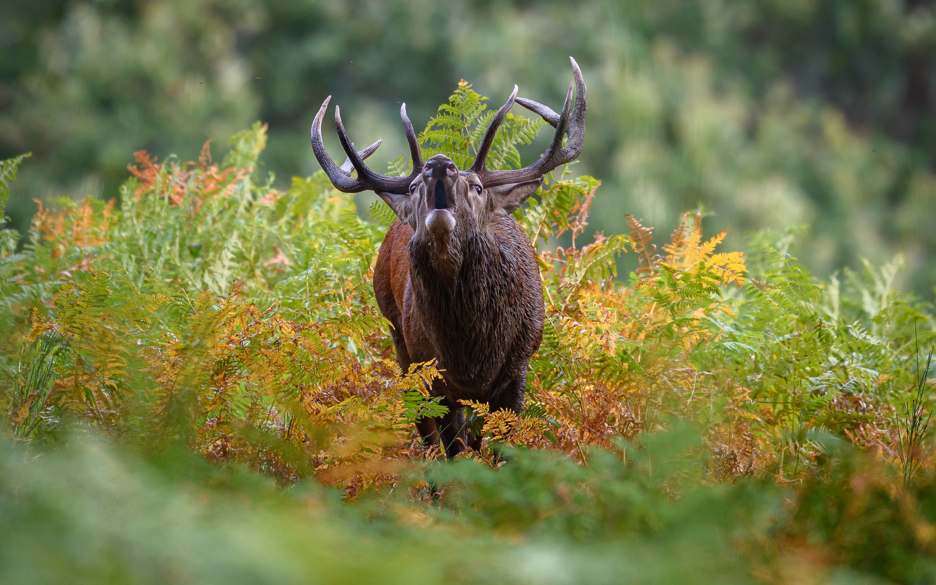 Лесной олень с большими рогами кричит в зарослях