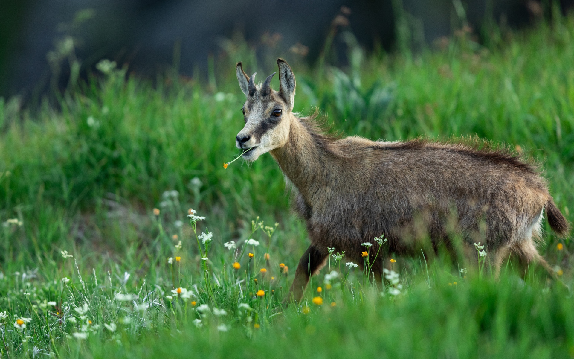 Коза пасется на зеленой траве