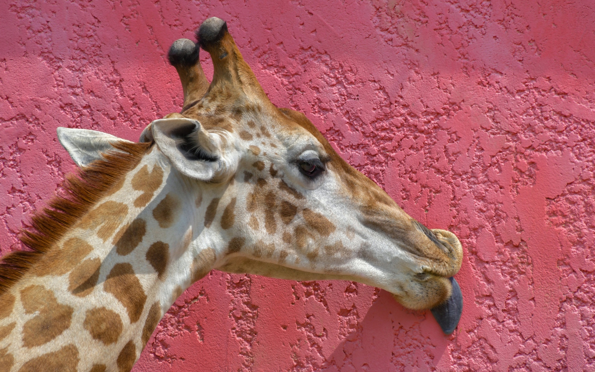 Пятнистый жираф облизывает розовую стену 