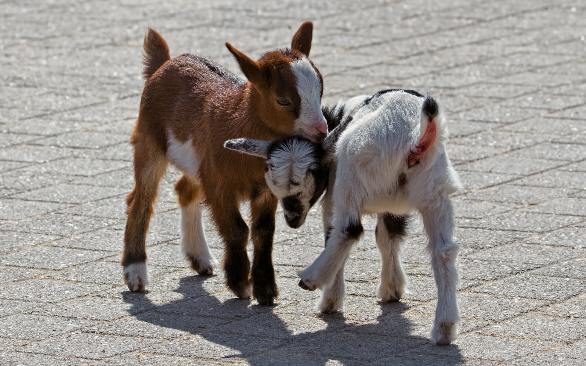 Два маленьких козленка играют