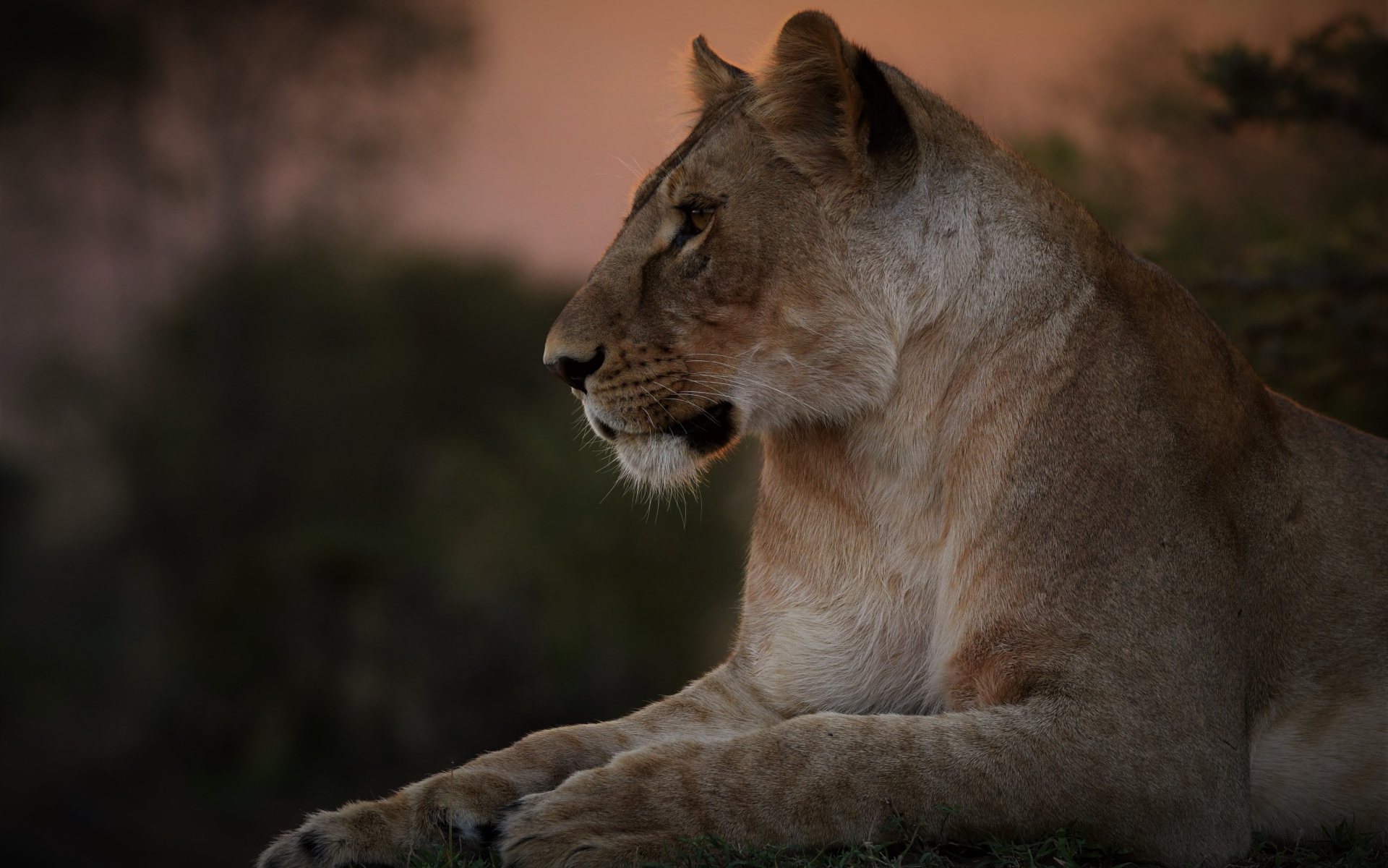 Большая красивая львица лежит на траве на закате 