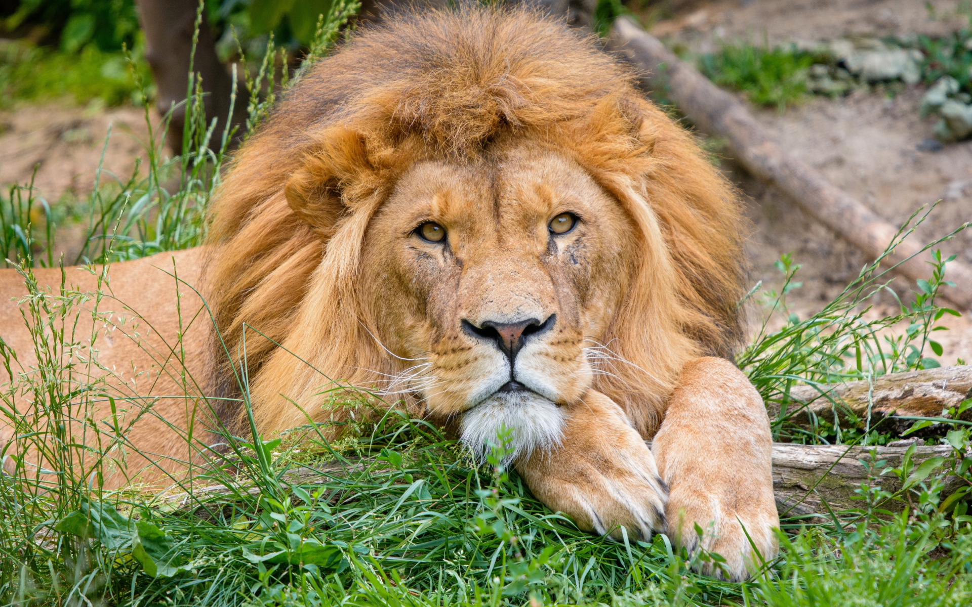 Большой лев лежит на зеленой траве 