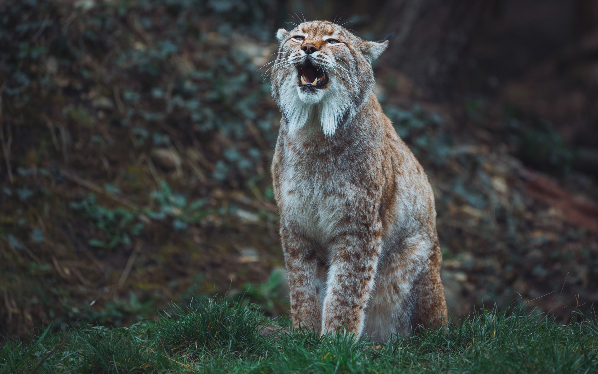 Большая рысь кричит в лесу 